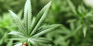 Cannabis psychosis