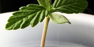 Cannabis Addiction help