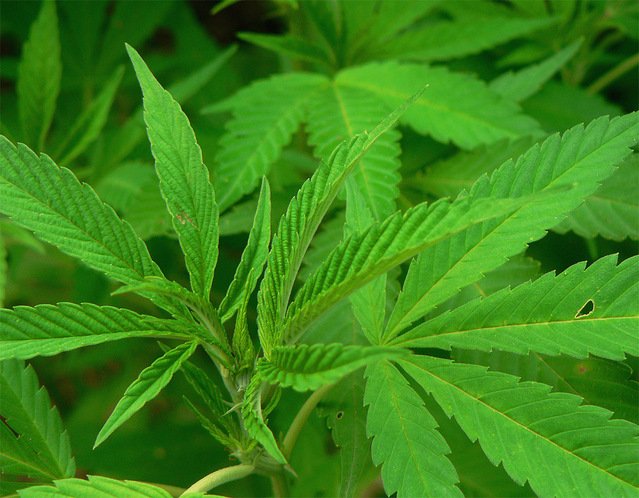 Cannabis Addiction treatment